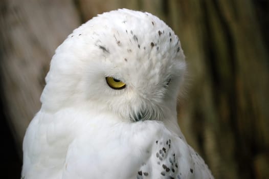 Snowy owl