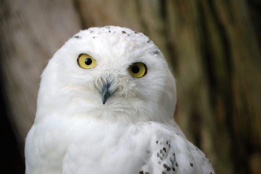 Snowy Owl 2