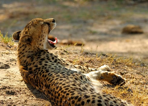 Cheetah,Botswana