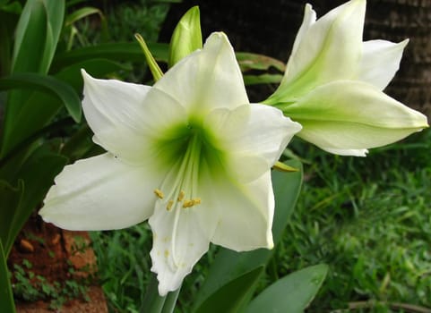 A white Clivia,seen in Mauritius.