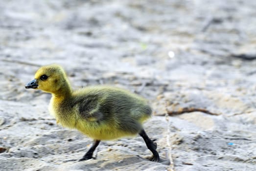 Gosling