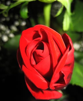 rose without hip without rosehip