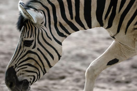 Zebra