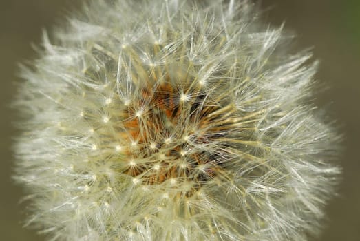 Dandelion