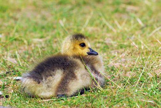 Gosling