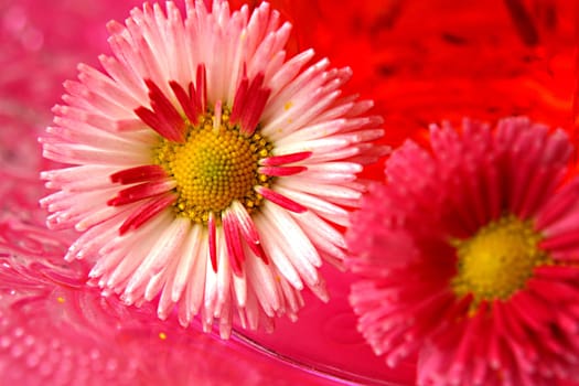Flower greeting
