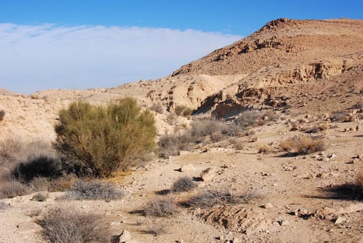 Wadi in the Negev,Israel