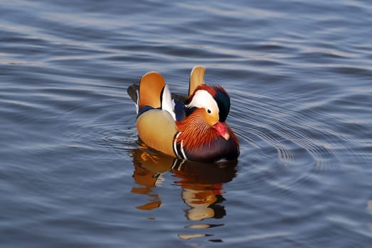 Mandarin