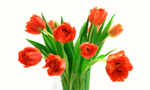 Tulip Parade