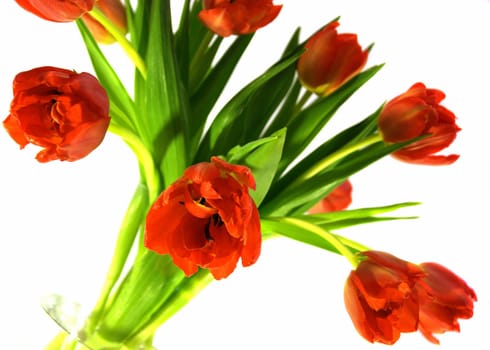 Tulips