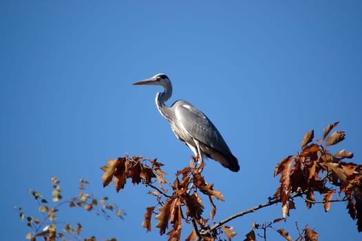 Heron on branch