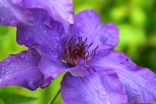 Clematis flower
