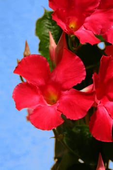 Balcony plant