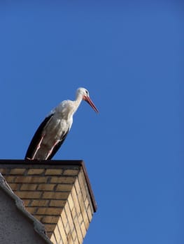 white stork