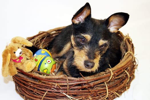 Believe me... I'm the Easter Bunny