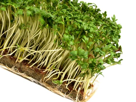 Cress