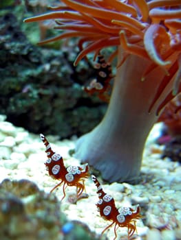 Hollow shrimp