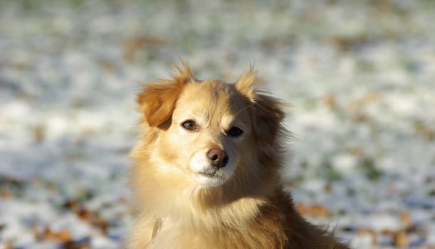 Chico the Poser