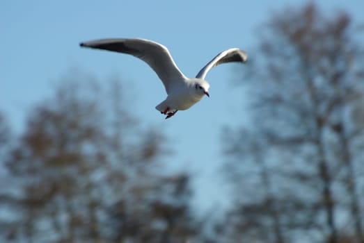 Caught in flight