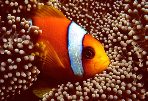 Clownfish (anemonefish) in carpet anemone in the Red Sea near Jeddah,Saudi Arabia