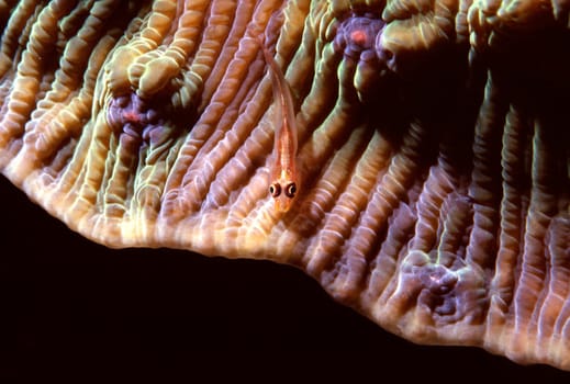 Dwarf goby on elephant coral in the Red Sea near Jeddah,Saudi Arabia. F90X,105mm Macro,f16,1/60,Flash Nikonos 105,Fuji Provia 100