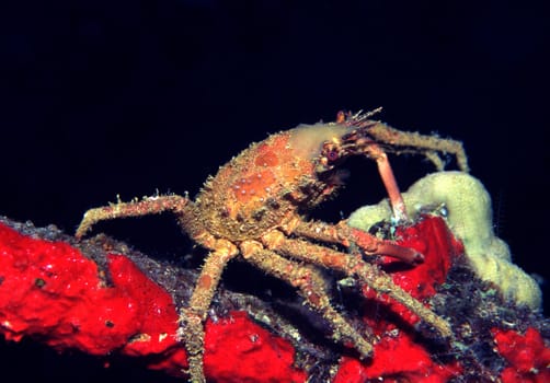 Crab on red sponge at night at the wreck of the Umbria River in the Red Sea at Wingate Reef,Sudan. F90X,105mm Macro,f16,1/60,Subal housing,Nikon SB105 flash,Fuji Provia100