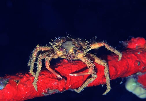 Crab on red sponge at the wreck of the Umbria River in the Red Sea at Wingate Reef,Sudan.