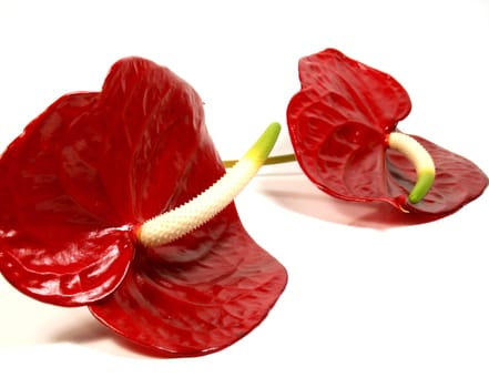 Flamingo flowers