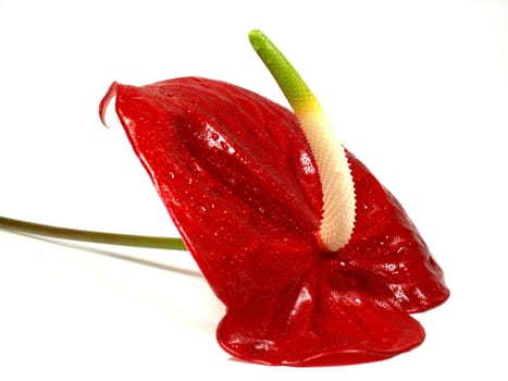poisonous beauty