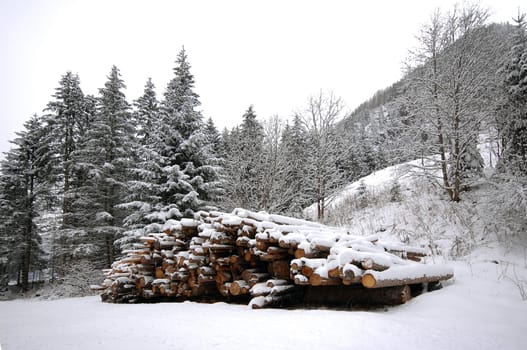 Firewood