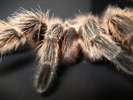 Spider Front