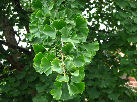 Gingko sprig