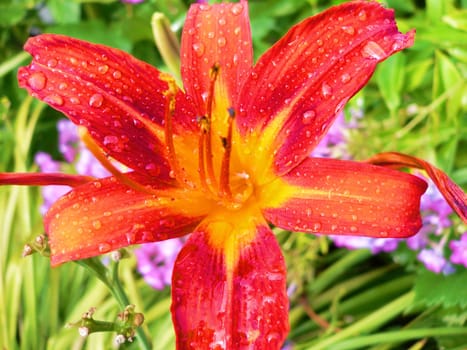 flowers in my garden