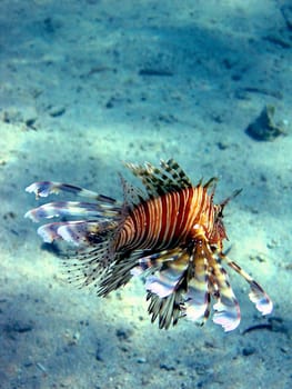 Lionfish
