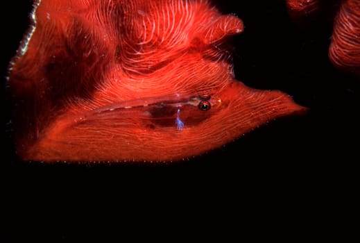 Dwarf goby on red coral in the Red Sea at the wreck of Umbria,Sudan.