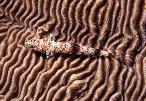 Lizardfish on brain coral in the Red Sea near Jeddah,Saudi Arabia.