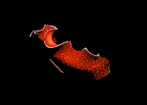A red flatworm moves gracefully through the water at night with wave-shaped movements Red Sea near Jeddah,Saudi Arabia. F90X,105mmMacro,1/60,f16,Nikon SB105 Flash,Fuji Provia 100