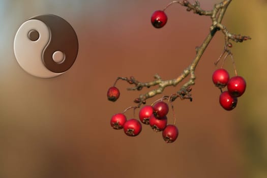 Yin and Yang III