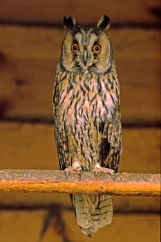 Long-eared owl,Asto otus