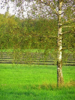 Birch trees have been present in European vegetation history for a very long time. Dwarf forms of birch grew in the Ice Age tundras. Tree-shaped birches were then among the first species to occupy the ice-free areas after the cold spells
