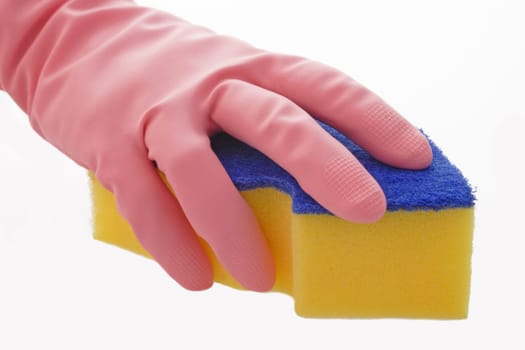 The sponge
