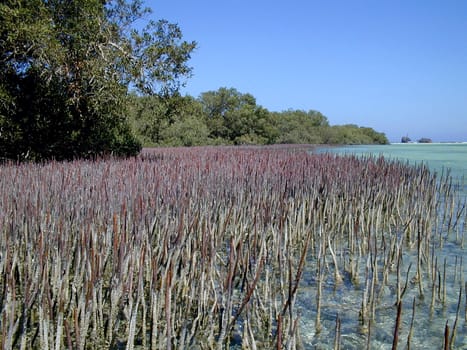 Mangroves in Nabq