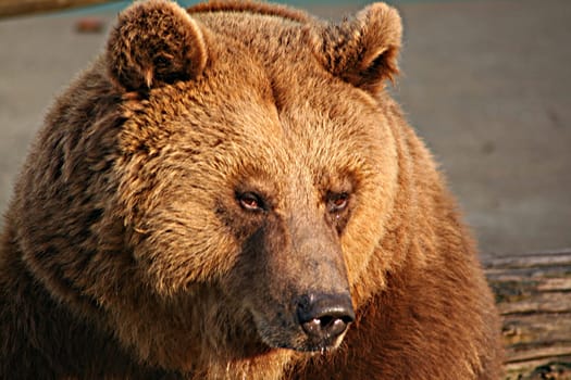 Brown bear