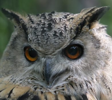 Long-eared owl