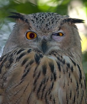 Owl