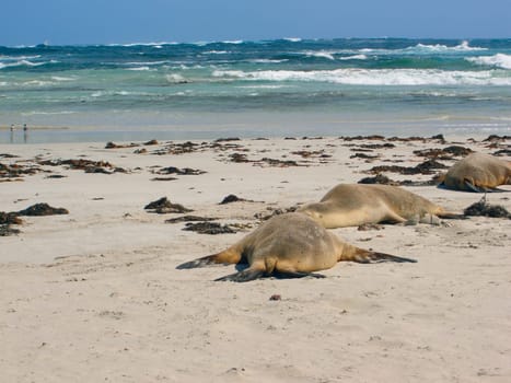 Beach bath for sea lions