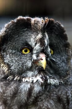 Long-eared owl