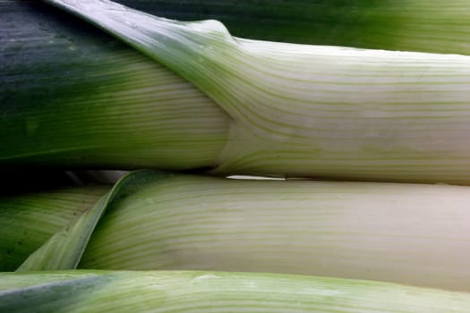 leek