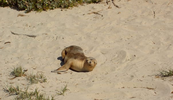 Seal