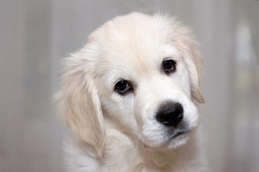 Golden Retriver